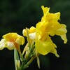夏の花景色