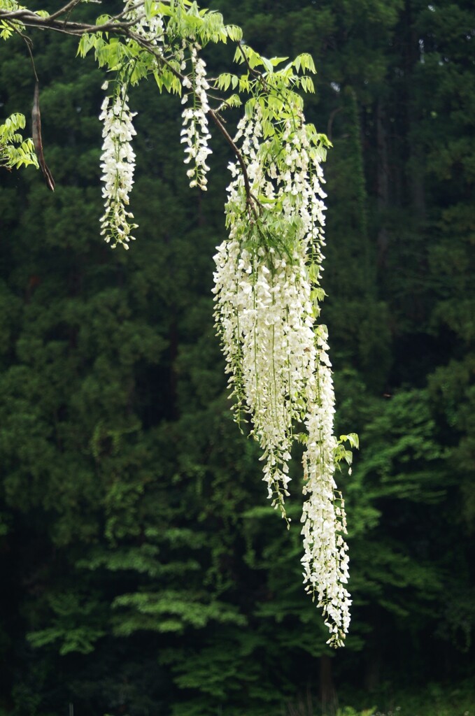 里山の白藤