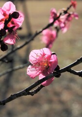 春の光
