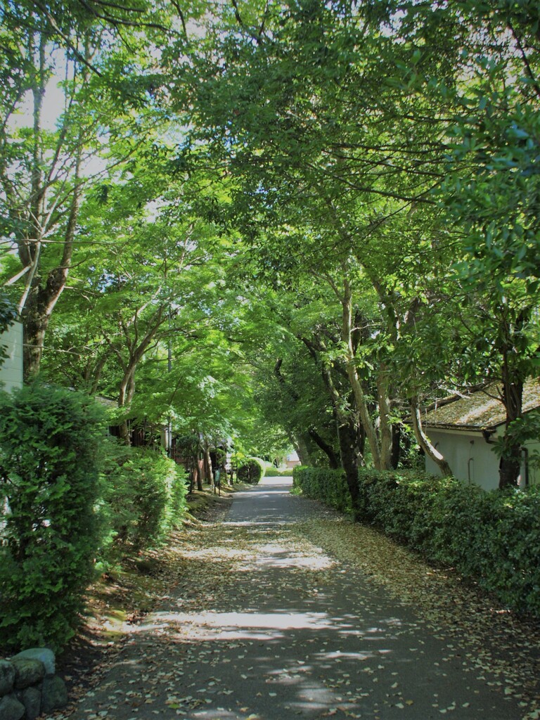 気分は避暑地だけど…