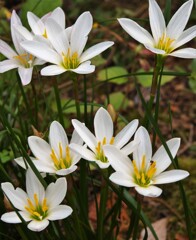 散歩で出会った草花