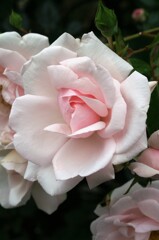 薔薇