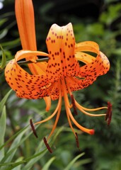 散歩で出会った草花