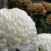 菊の季節