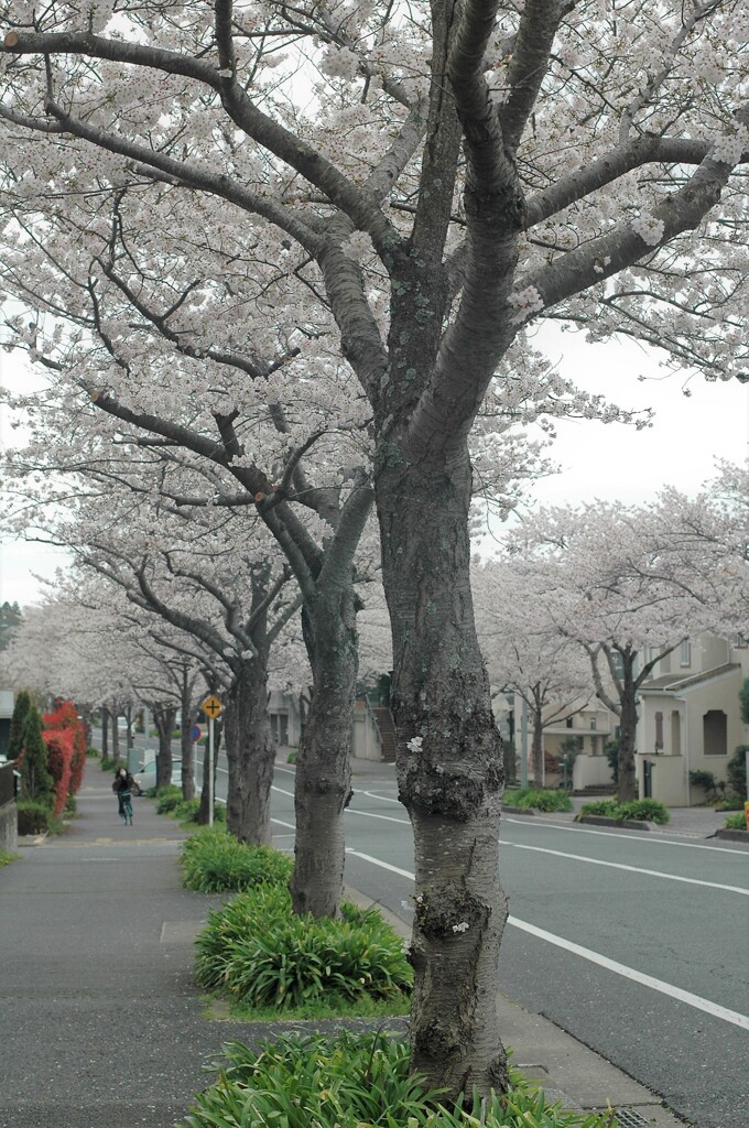 花冷えのさくら道