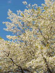 さようなら　桜の季節