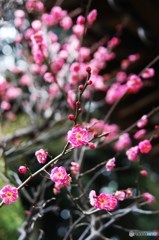 寒中に咲く