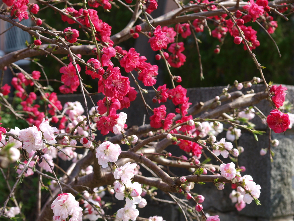 春爛漫　源平咲き