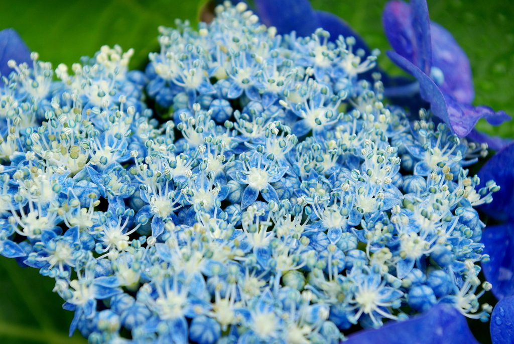 六月の花火