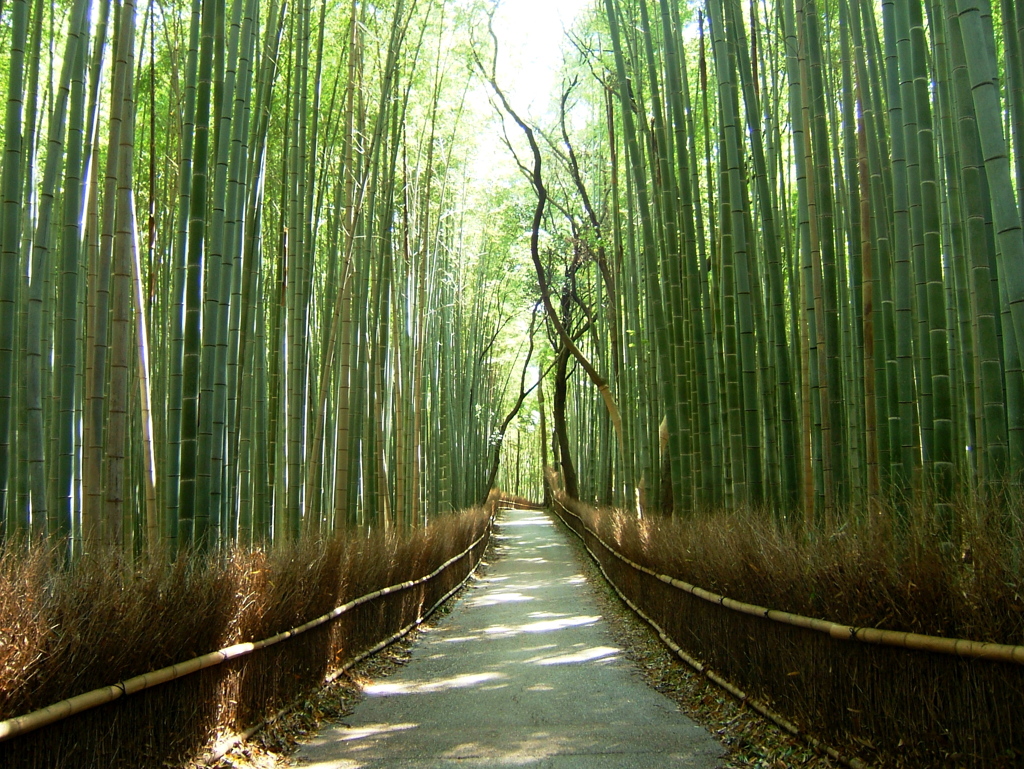 竹林の小道