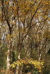 野鳥の鳴き声はするけれど…