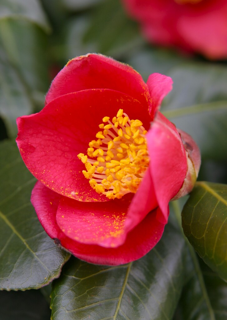 春を彩る花たち