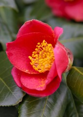 春を彩る花たち