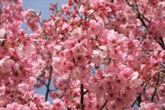 桜咲く日に