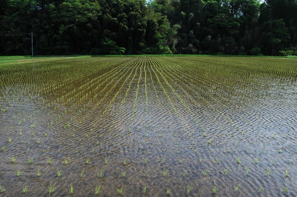 サーっと五月の風が通り過ぎていった