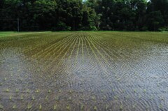 サーっと五月の風が通り過ぎていった