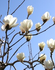 ハクモクレンも咲き始め