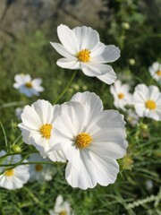 秋桜