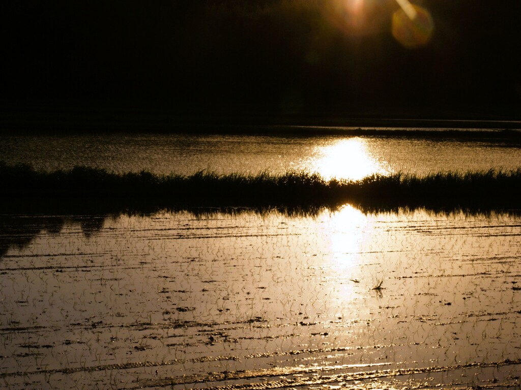 夕暮れ田んぼ