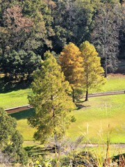 秋の公園・散歩道