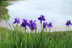 散歩で出会った花