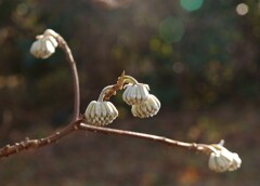開花を待つ三椏