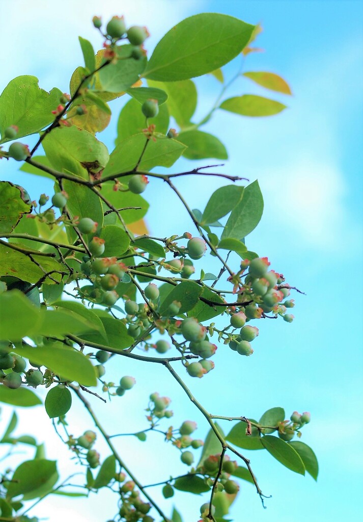 久しぶりの青空