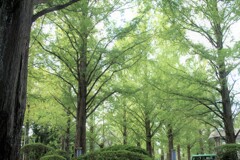 ふるさと村散歩