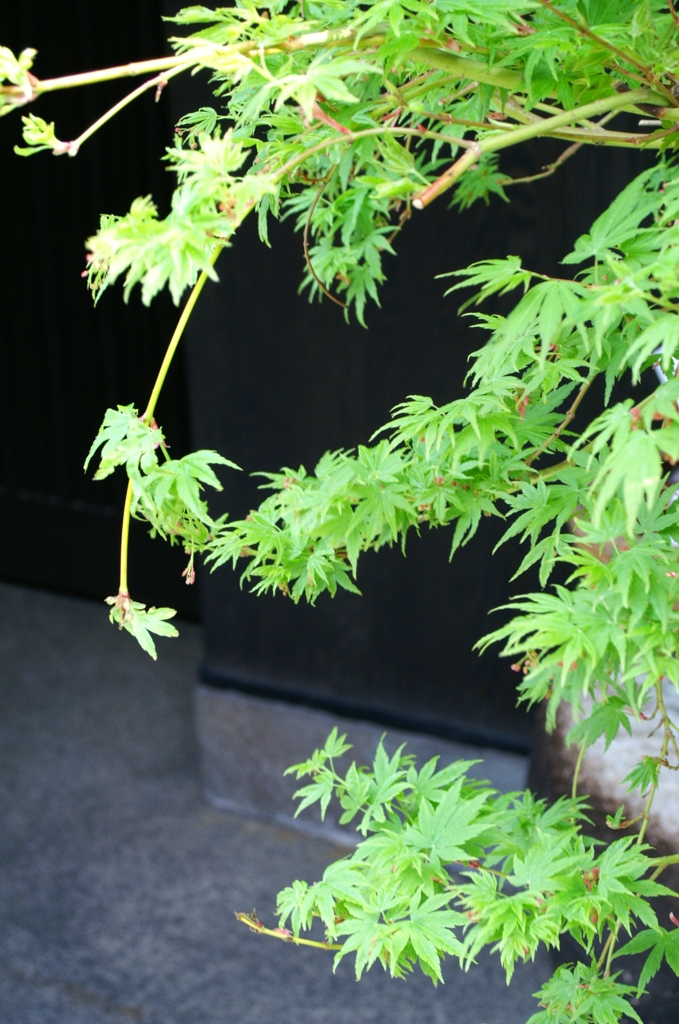 神楽坂で見つけた春Ⅴ