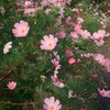 デミ日和(フィルム)