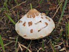 散歩で出会った草花