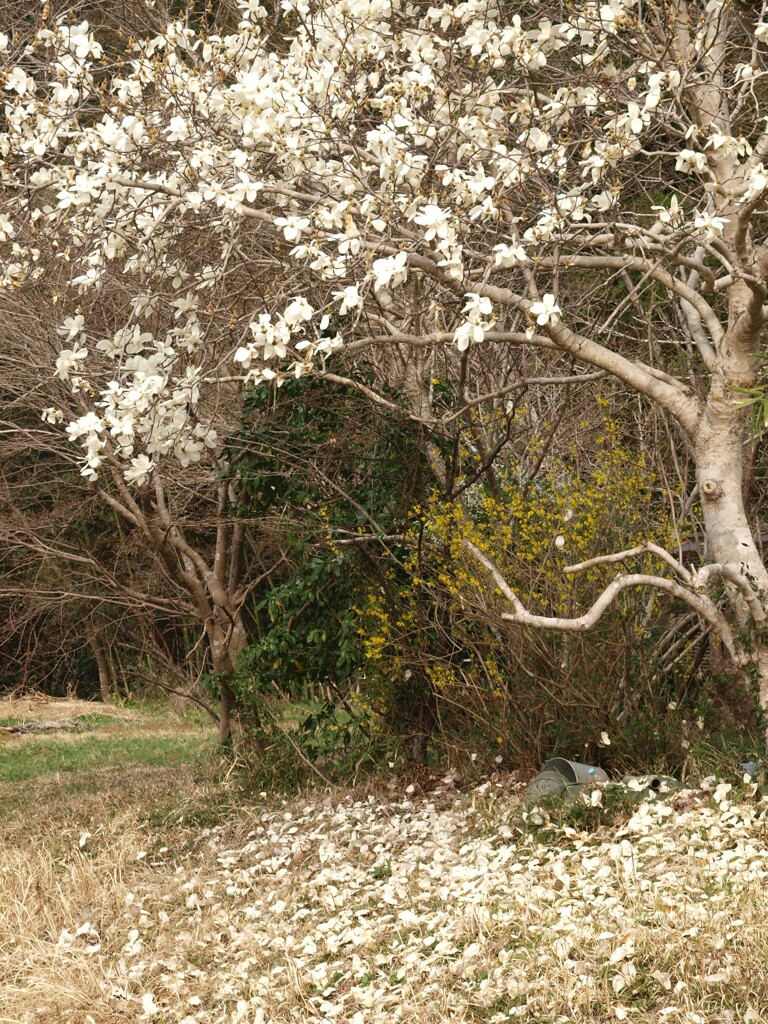 里山春景色