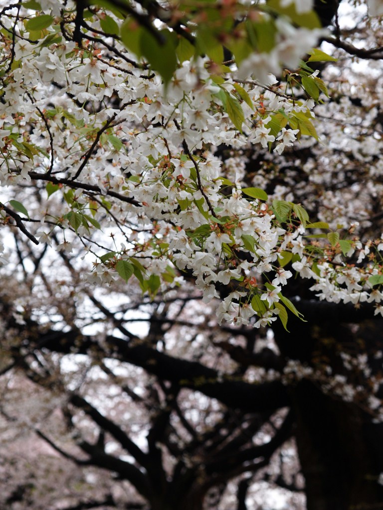 外堀桜景色4