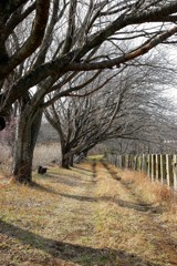 牧場の風景5