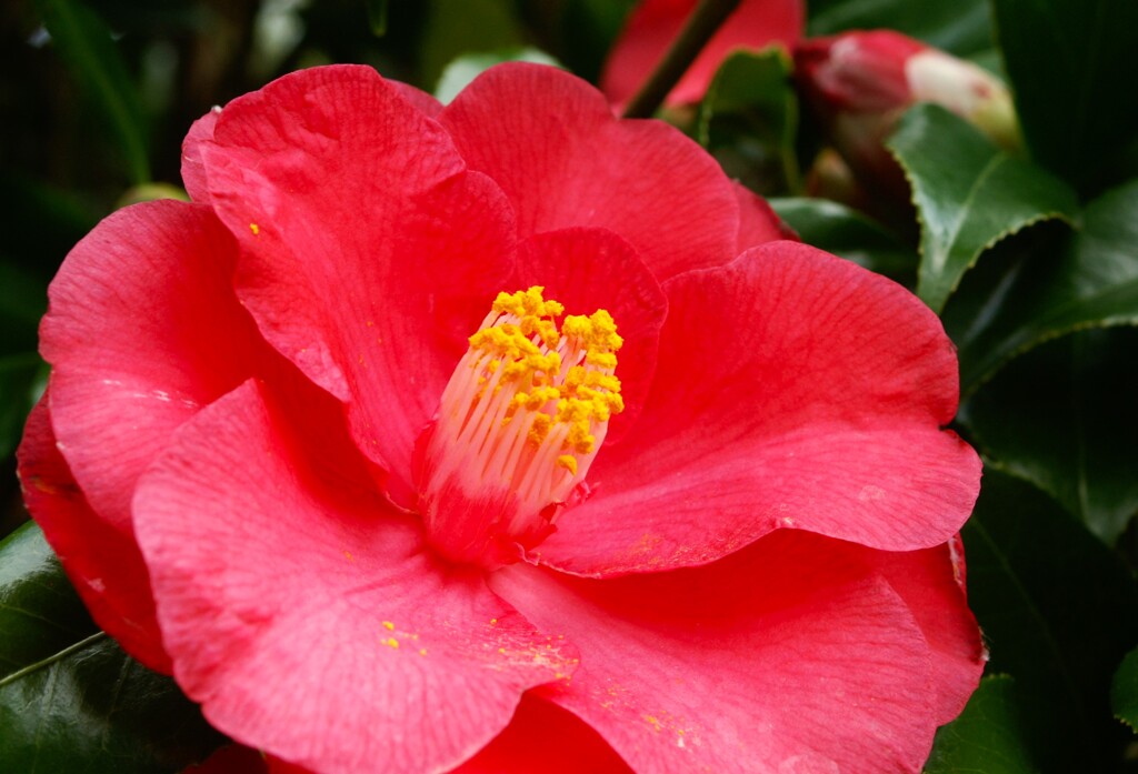 春を彩る花たち