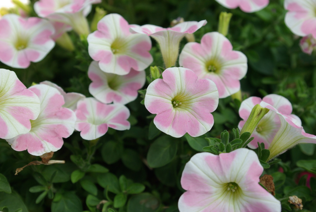 ピンクのハートが可愛いね^^