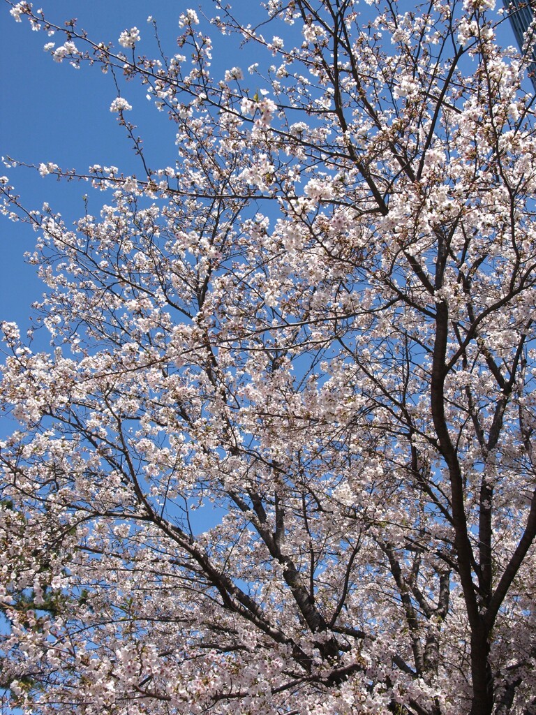 桜咲く春