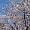 桜咲く春