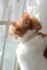 至福の陽ざし