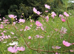散歩で出会った草花
