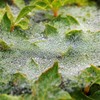 梅雨入りの翌朝は