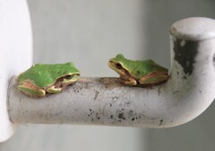 あっち向いてホイ↑