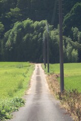 八月の里山