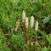 つくしの森