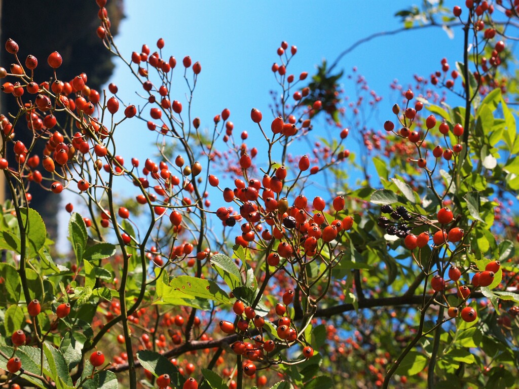 散歩で出会った草花