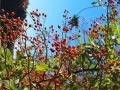 散歩で出会った草花
