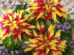 花火のように