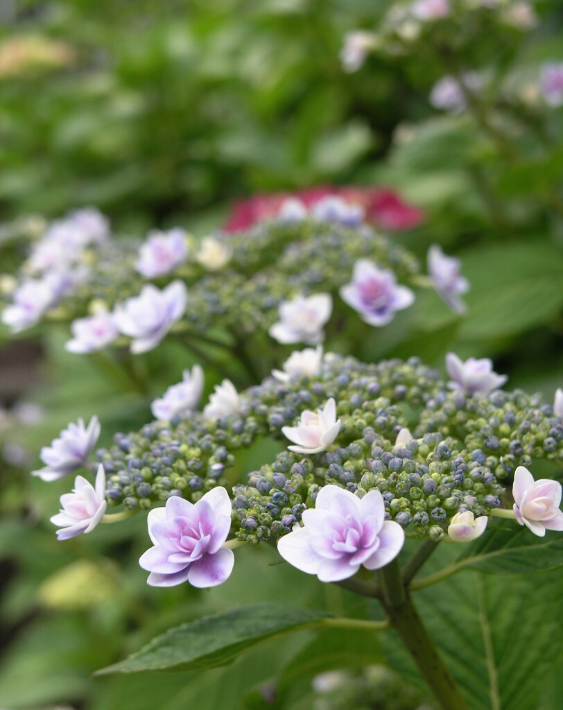紫陽花を楽しもう
