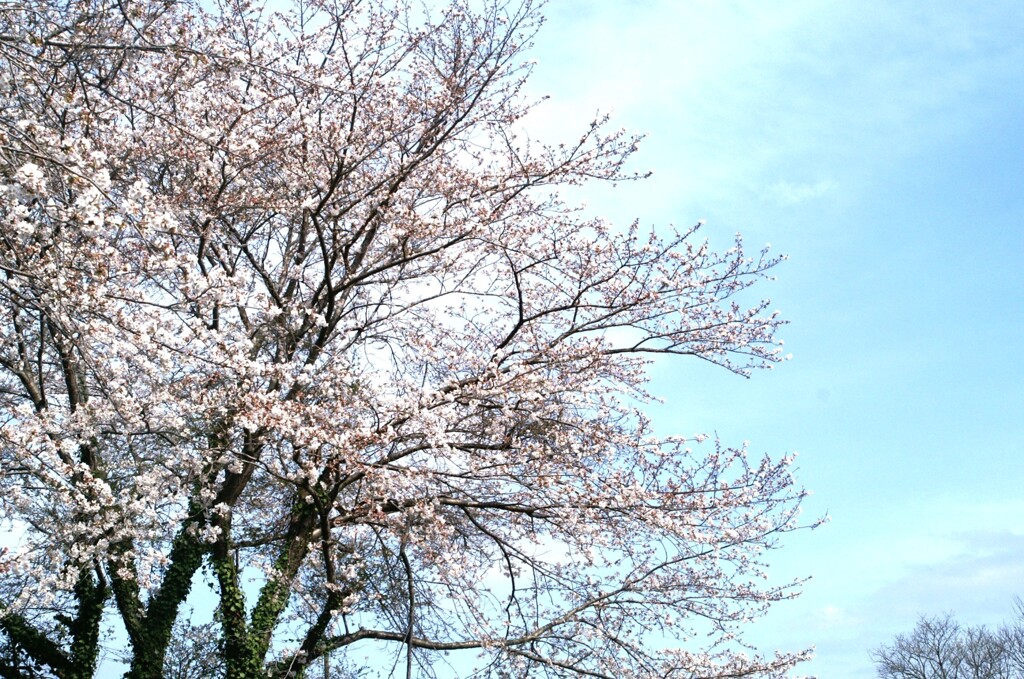 風が冷たかった頃の菜園の桜と青空