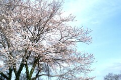 風が冷たかった頃の菜園の桜と青空